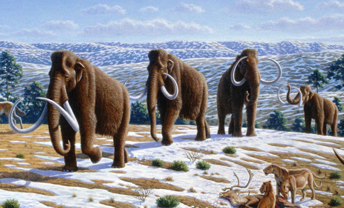 Mammuthus Image